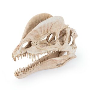 R176 ozdoba terrarium czaszka dinozaura