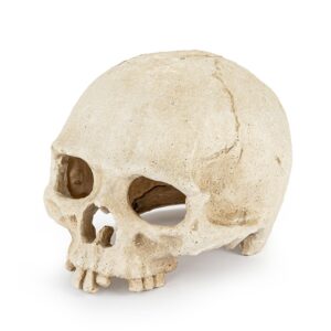 R177 ozdoba terrarium czaszka