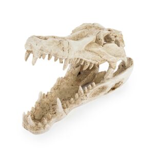 R178 ozdoba terrarium czaszka krokodyla