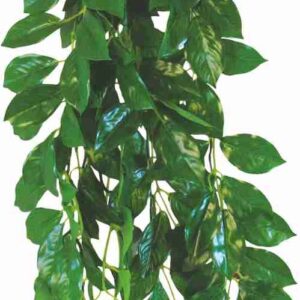 Roślina do terrarium Terra Ficus Happet 50cm