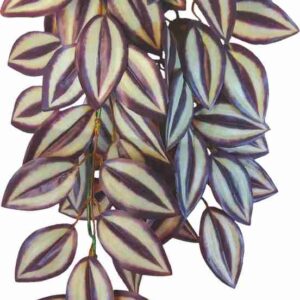 Roślina do terrarium Tradescantia Zebrina Happet