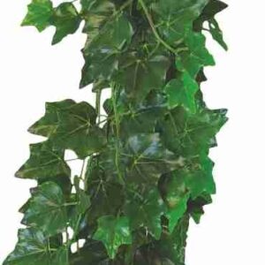 Roślina do terrarium Hedera Helix Happet 50cm