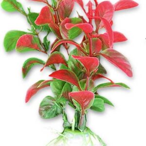 Roślina blister 10cm 1b03 Happet