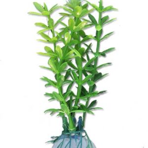 Roślina blister 10cm 1b08 Happet