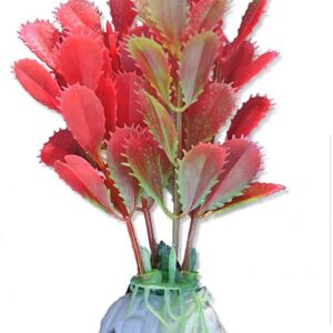 Roślina blister 10cm 1b10 Happet