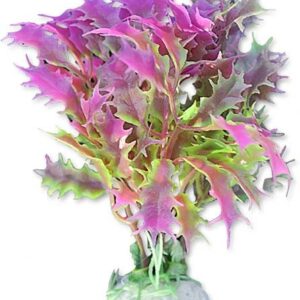 Roślina blister 10cm 1b12 Happet