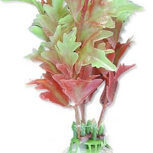 Roślina blister 10cm 1b14 Happet