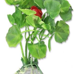 Roślina blister 10cm 1b23 Happet