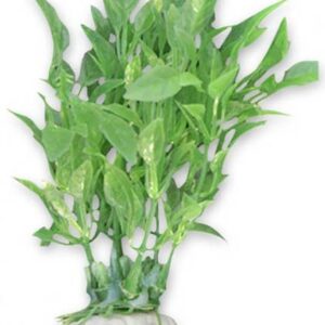 Roślina blister 10cm 1b25 Happet