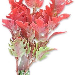 Roślina blister 10cm 1b27 Happet