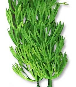 Roślina blister 10cm 1b28 Happet