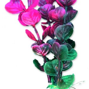 Roślina blister 10cm 1b30 Happet