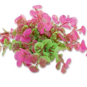 Roślina folia 10cm 1f11 Happet