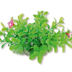 Roślina folia 10cm 1f13 Happet