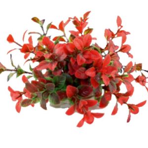 Roślina folia 10cm 1f17 Happet