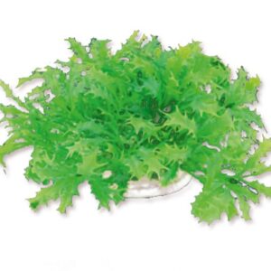 Roślina folia 10cm 1f22 Happet