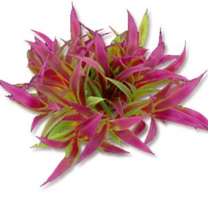 Roślina folia 10cm 1f24 Happet