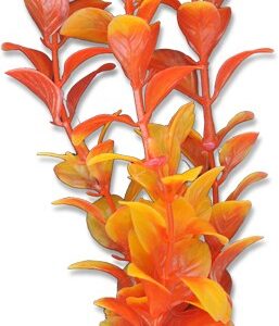 Roślina blister 20cm 2b32 Happet