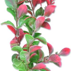 Roślina blister 20cm 2b33 Happet