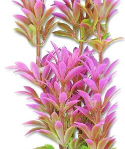 Roślina blister 20cm 2b35 Happet