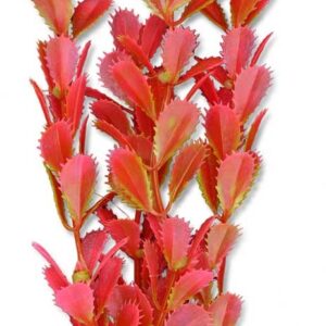 Roślina blister 20cm 2b39 Happet