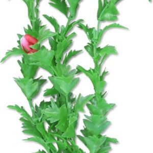 Roślina blister 20cm 2b42 Happet