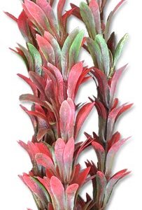 Roślina blister 20cm 2b47 Happet