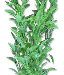 Roślina blister 20cm 2b48 Happet