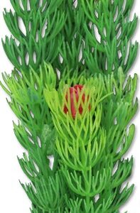 Roślina blister 20cm 2b50 Happet