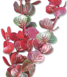 Roślina blister 20cm 2b53 Happet