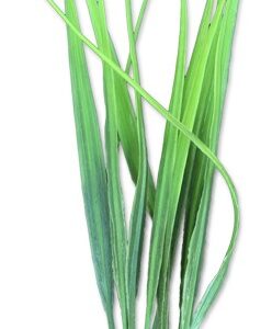 Roślina blister 20cm 2b55 happet