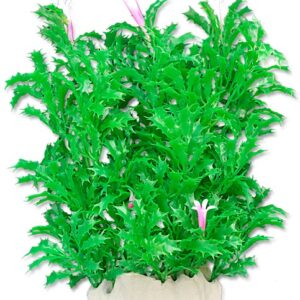 Roślina folia 20cm 2f18 Happet