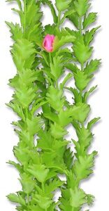 Roślina blister 40cm 4b64 Happet